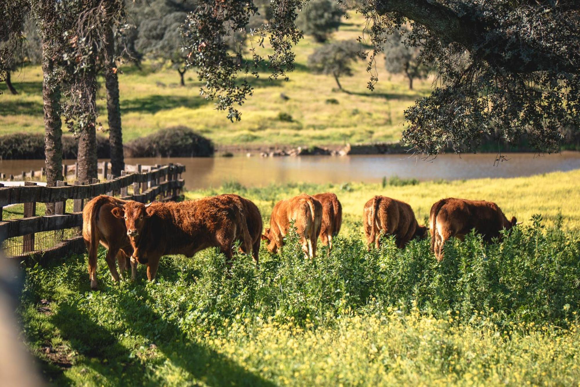 Alojamiento Rural Finca Barral El Garrobo Exteriör bild